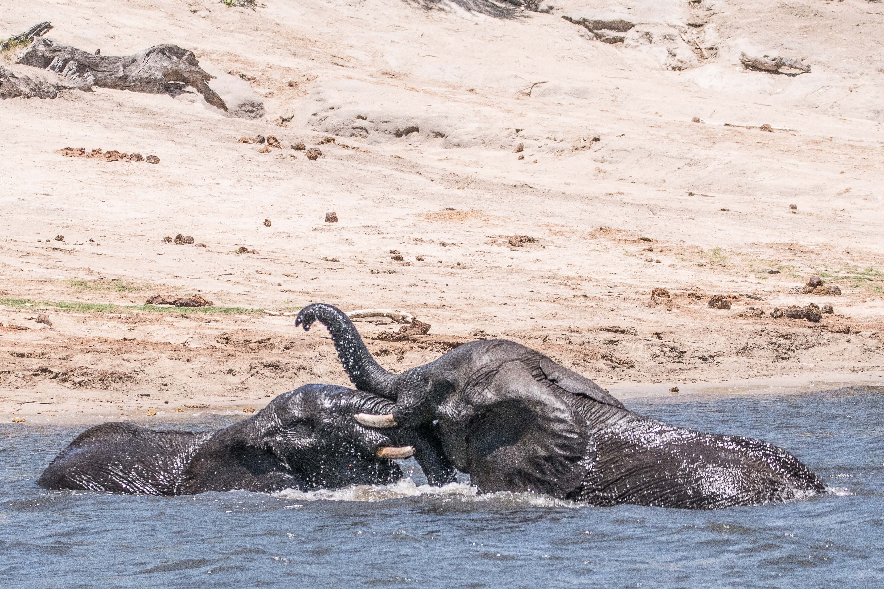 Eléphants de savane Africains (African bush elephants, Loxondota africana), jeunes mâles s'entrainant au combat, Chobe National Park, Botswana-4-6508